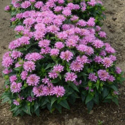 'Pardon My Lavender' Bee Balm -Great Garden Plants Shop Monarda Pardon My Lavender 3 P