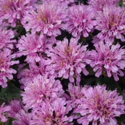 'Pardon My Lavender' Bee Balm -Great Garden Plants Shop Monarda Pardon My Lavender 4 P