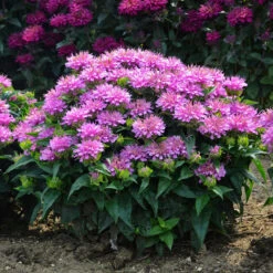 'Pardon My Lavender' Bee Balm -Great Garden Plants Shop Monarda Pardon My Lavender 5 P