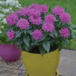'Pardon My Purple' Bee Balm -Great Garden Plants Shop Monarda Pardon My Purple 1 P