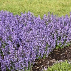 'Cat's Pajamas' Catmint