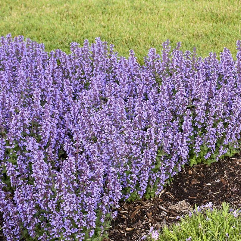 'Cat's Pajamas' Catmint 'Cat's Pajamas' Catmint -Great Garden Plants Shop Nepeta Cats Pajamas 1 P sw