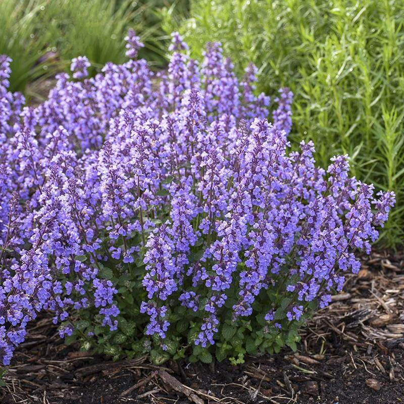 'Cat's Pajamas' Catmint 'Cat's Pajamas' Catmint -Great Garden Plants Shop Nepeta Cats Pajamas 4 P sw