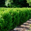 NewGen Freedom® Boxwood