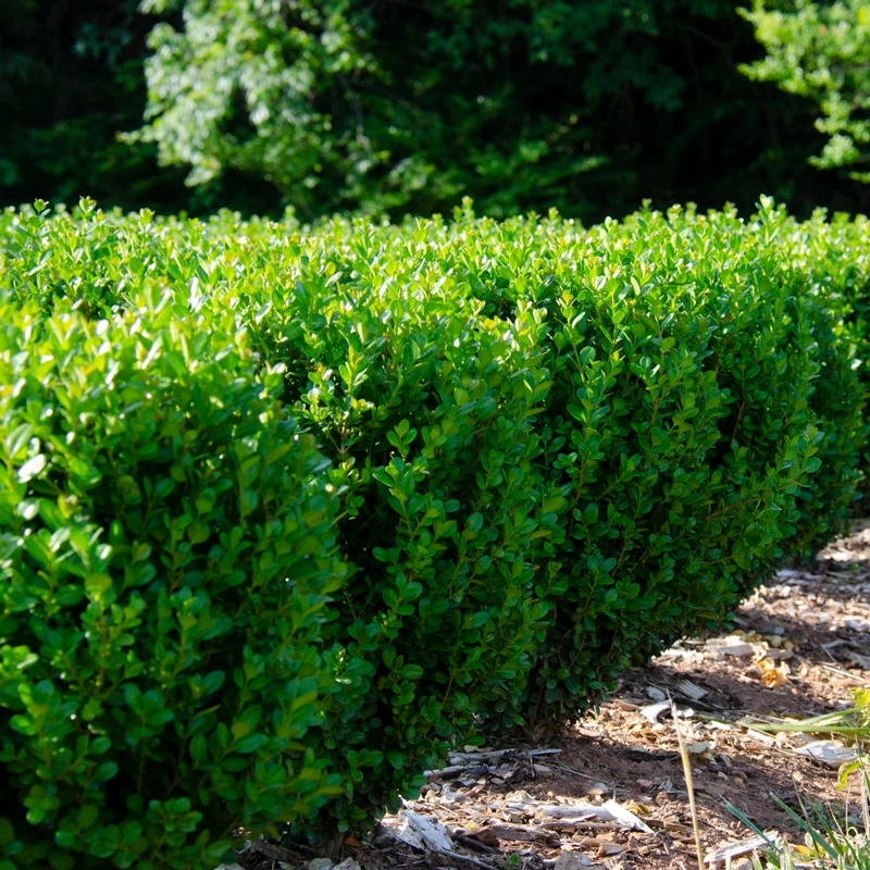 NewGen Freedom® Boxwood NewGen Freedom® Boxwood -Great Garden Plants Shop New gen freedom