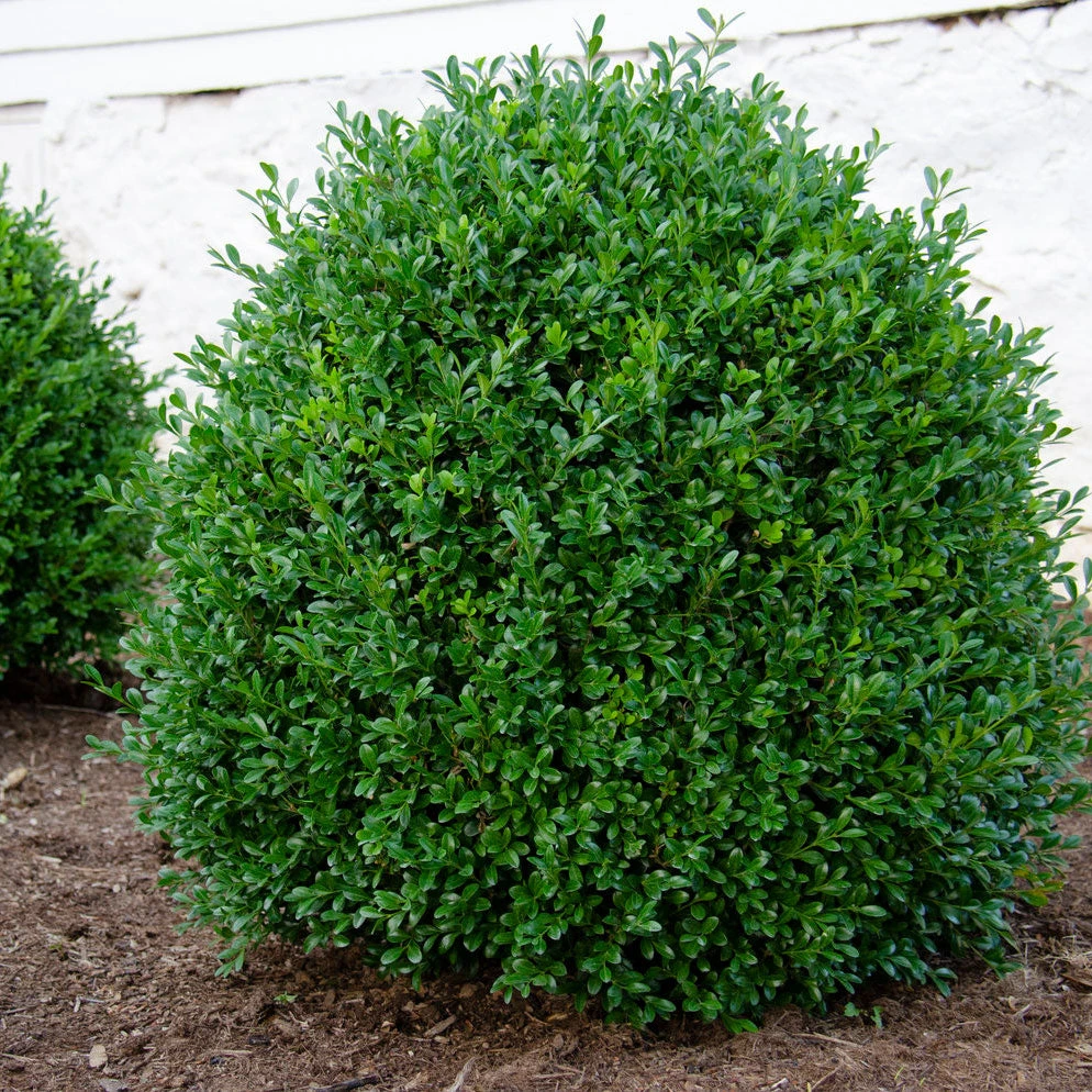 NewGen Independence® Boxwood NewGen Independence® Boxwood -Great Garden Plants Shop NewGen Independence3