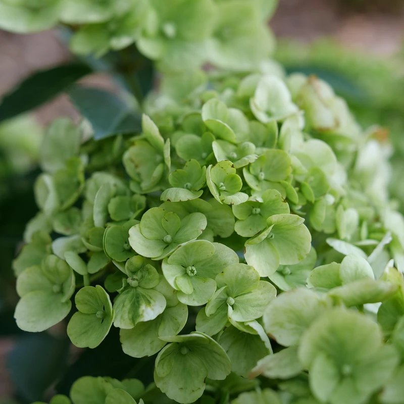 Fairytrail™ Green Cascade Hydrangea Fairytrail™ Green Cascade Hydrangea -Great Garden Plants Shop P1214316 800x800 70d96f8