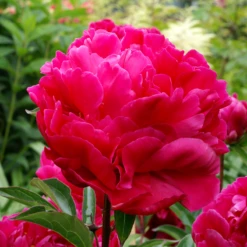 'Karl Rosenfield' Peony -Great Garden Plants Shop PaeoniaKarlRosenfield 070526gbv015