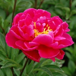 'Karl Rosenfield' Peony -Great Garden Plants Shop PaeoniaKarlRosenfield 120601gbo043