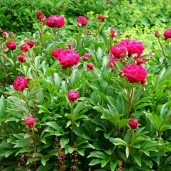 'Karl Rosenfield' Peony -Great Garden Plants Shop PaeoniaKarlRosenfield 160603gbo096