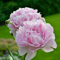 'Sarah Bernhardt' Peony -Great Garden Plants Shop PaeoniaSarahBernhardt 130620cre002