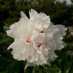 'Festiva Maxima' Peony -Great Garden Plants Shop Paeonia FestivaMaxima 1
