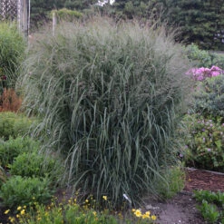 Prairie Winds® 'Apache Rose' Switchgrass 2 Prairie Winds® 'Apache Rose' Switchgrass -Great Garden Plants Shop Panicum Apache Rose 2 P