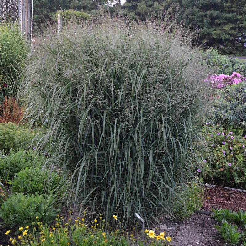 Prairie Winds® 'Apache Rose' Switchgrass Prairie Winds® 'Apache Rose' Switchgrass -Great Garden Plants Shop Panicum Apache Rose 2 P
