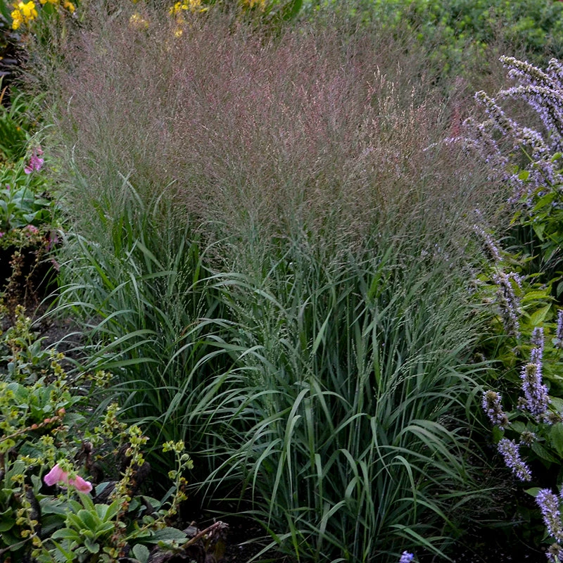 Prairie Winds® 'Apache Rose' Switchgrass Prairie Winds® 'Apache Rose' Switchgrass -Great Garden Plants Shop Panicum Apache Rose 3 P