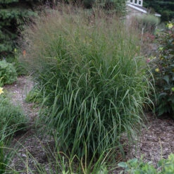 Prairie Winds® 'Apache Rose' Switchgrass 3 Prairie Winds® 'Apache Rose' Switchgrass -Great Garden Plants Shop Panicum Apache Rose 4 P