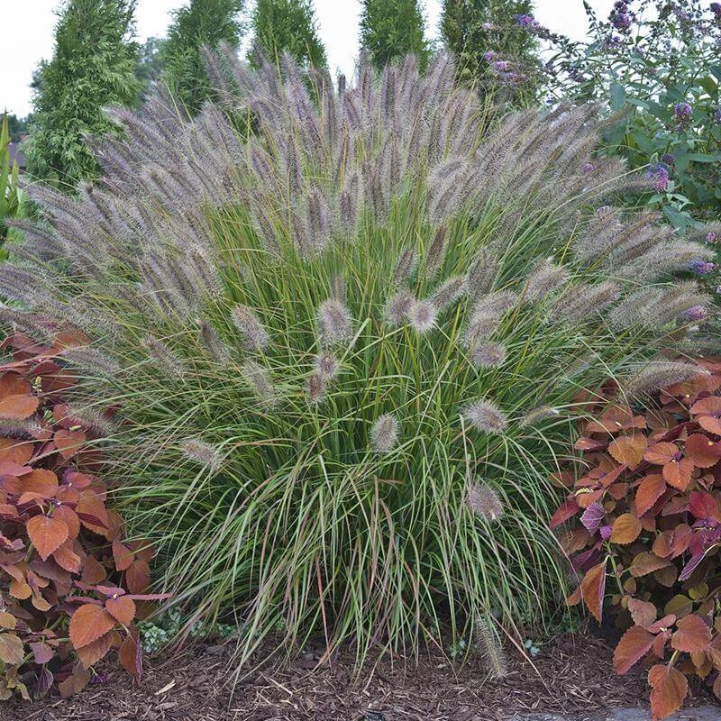 Prairie Winds® 'Desert Plains' Fountain Grass Prairie Winds® 'Desert Plains' Fountain Grass -Great Garden Plants Shop Pennisetum Desert Plains 1 P sw
