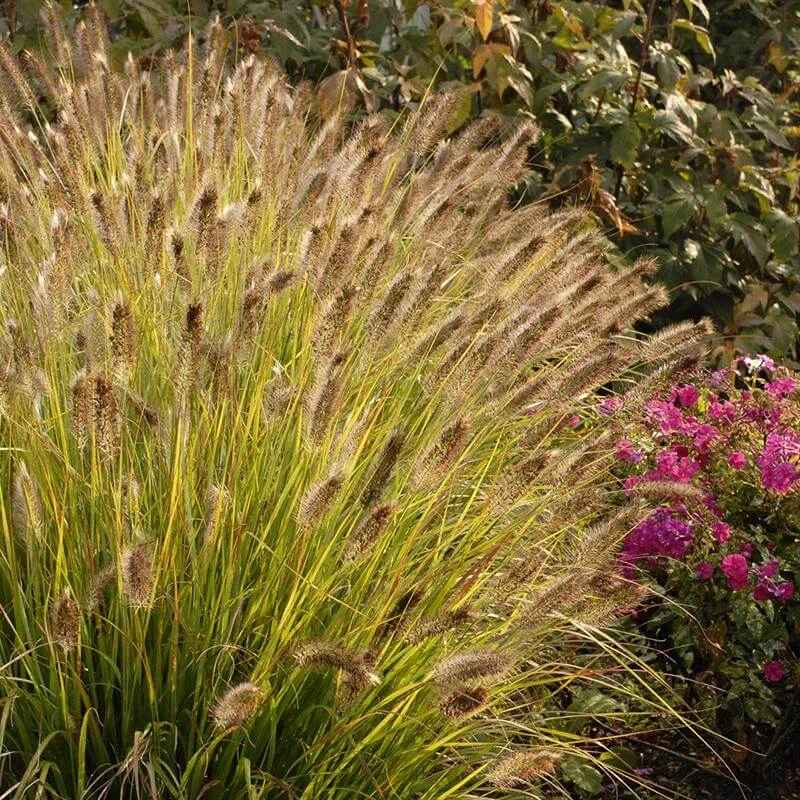 Prairie Winds® 'Desert Plains' Fountain Grass Prairie Winds® 'Desert Plains' Fountain Grass -Great Garden Plants Shop Pennisetum Desert Plains 2 P sw