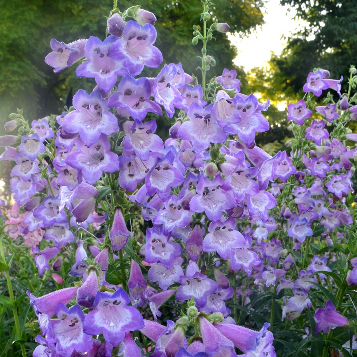 Cha Cha™ ‘Lavender’ Beardtongue Cha Cha™ ‘Lavender’ Beardtongue -Great Garden Plants Shop Penstemon Cha Cha Lavender 3