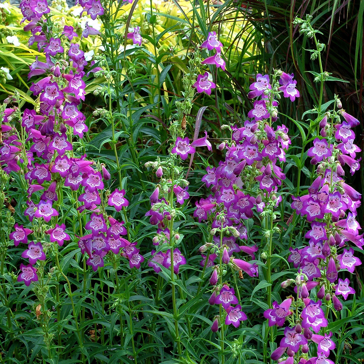 Cha Cha™ ‘Lavender’ Beardtongue Cha Cha™ ‘Lavender’ Beardtongue -Great Garden Plants Shop Penstemon Cha Cha Lavender 4