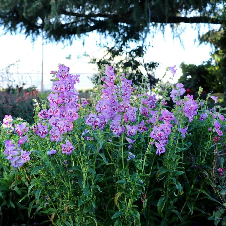 Cha Cha™ ‘Lavender’ Beardtongue Cha Cha™ ‘Lavender’ Beardtongue -Great Garden Plants Shop Penstemon Cha Cha Lavender 6