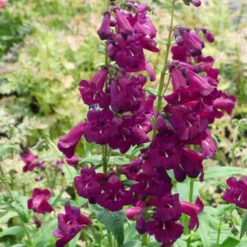 Cha Cha™ 'Purple' Beardtongue -Great Garden Plants Shop Penstemon Cha Cha Purple 6