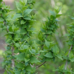 Illuminati Arch® Mock Orange -Great Garden Plants Shop Philadelphus Illuminati Arch 3