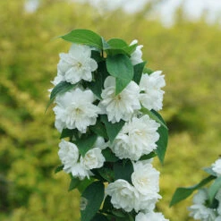 Illuminati Spice™ Mock Orange -Great Garden Plants Shop Philadelphus Illuminati Spice DSC06775