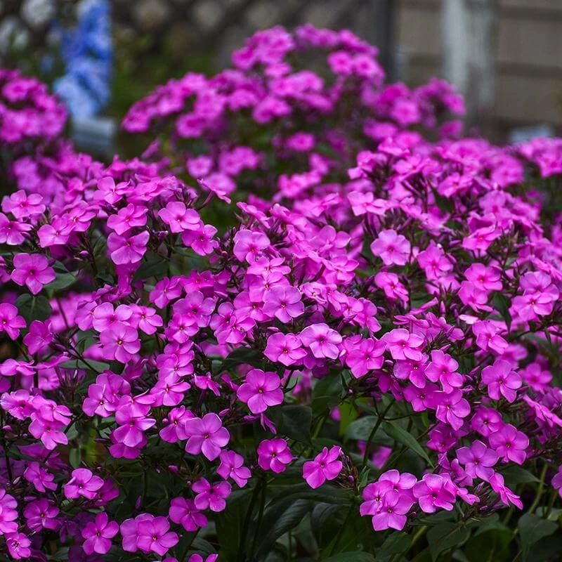 'Cloudburst' Tall Cushion Phlox 'Cloudburst' Tall Cushion Phlox -Great Garden Plants Shop Phlox Cloudburst 1 P sw