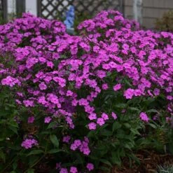 'Cloudburst' Tall Cushion Phlox 3 'Cloudburst' Tall Cushion Phlox -Great Garden Plants Shop Phlox Cloudburst 2 P sw