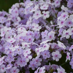 'Opening Act Pink-A-Dot' Hybrid Phlox