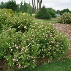 Happy Face® Pink Paradise Potentilla -Great Garden Plants Shop Potentilla Happy Face Pink Paradise 3 P sw