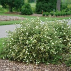 Happy Face® White Potentilla -Great Garden Plants Shop Potentilla Happy Face White 3 P sw
