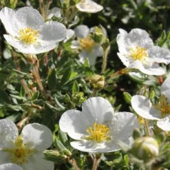 Happy Face® White Potentilla -Great Garden Plants Shop Potentilla Happy Face White 4 P sw