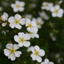 Happy Face® White Potentilla -Great Garden Plants Shop Potentilla Happy Face White 5 P sw