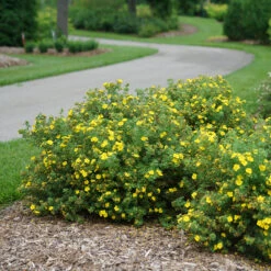Happy Face® Yellow Potentilla -Great Garden Plants Shop Potentilla Happy Face Yellow 3 P
