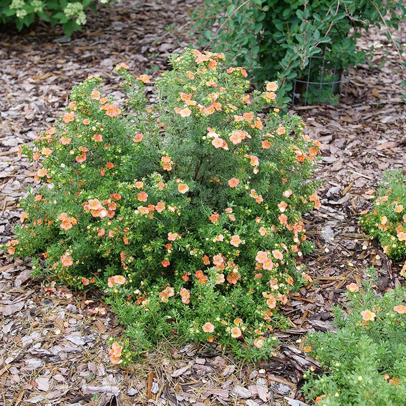 Happy Face® Orange Potentilla Happy Face® Orange Potentilla -Great Garden Plants Shop Potentilla Happy Face Orange P1237255