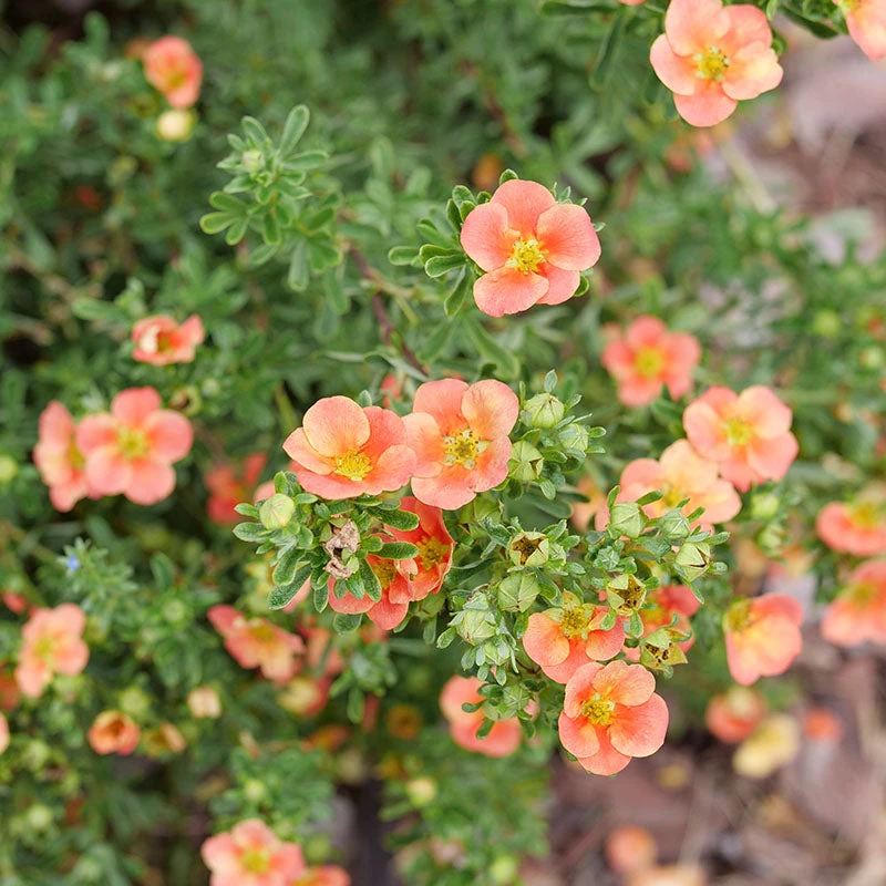 Happy Face® Orange Potentilla Happy Face® Orange Potentilla -Great Garden Plants Shop Potentilla Happy Face Orange P1238460