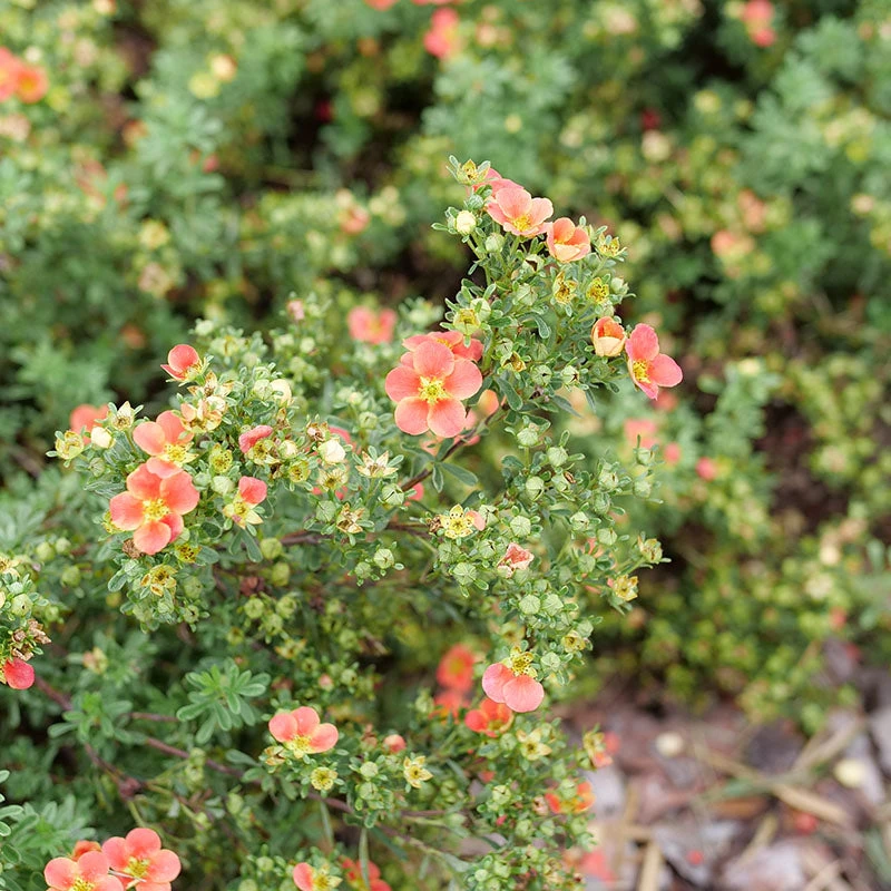 Happy Face® Orange Potentilla Happy Face® Orange Potentilla -Great Garden Plants Shop Potentilla Happy Face Orange P1239060