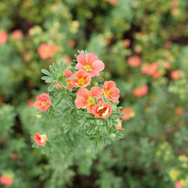 Happy Face® Orange Potentilla Happy Face® Orange Potentilla -Great Garden Plants Shop Potentilla Happy Face Orange P1239062