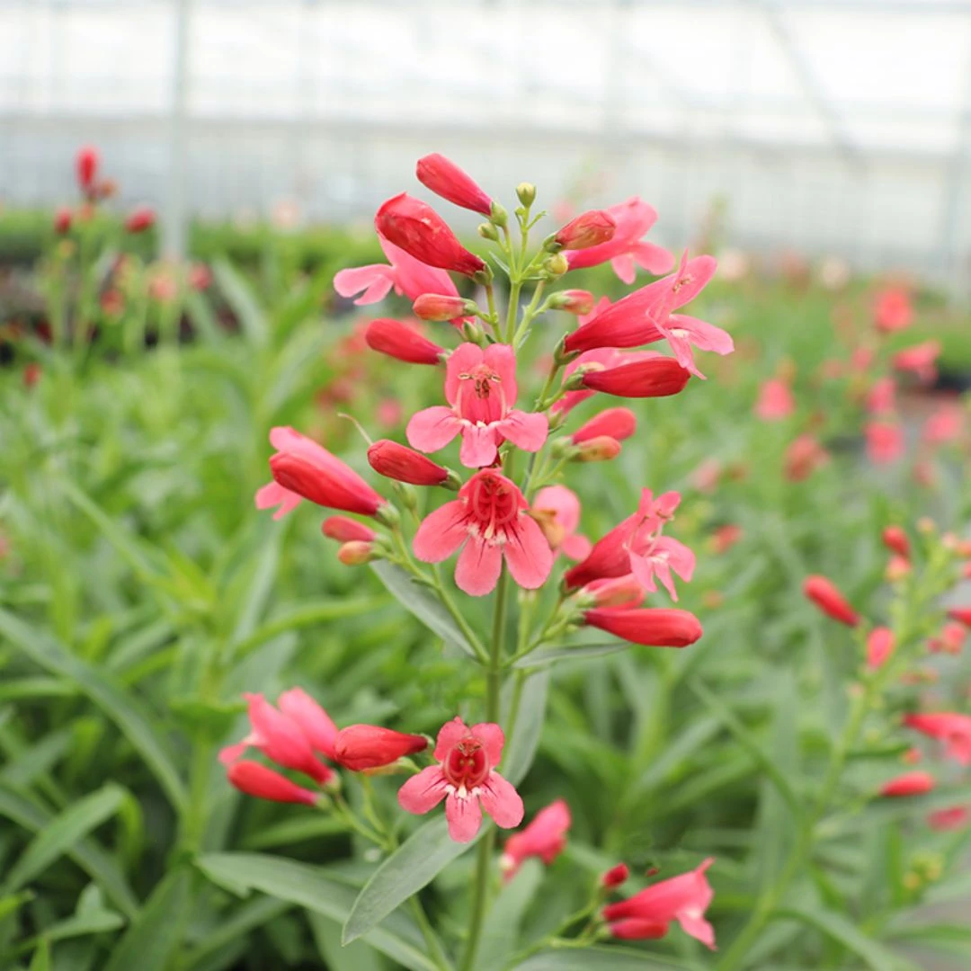 'Pristine Scarlet' Beardtongue 'Pristine Scarlet' Beardtongue -Great Garden Plants Shop PristineScarletBeardtongue