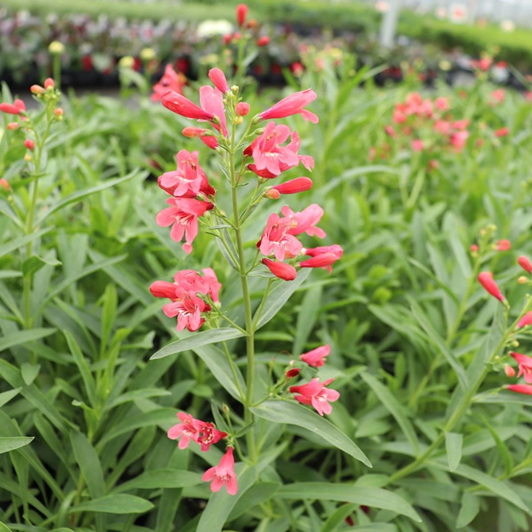 'Pristine Scarlet' Beardtongue 'Pristine Scarlet' Beardtongue -Great Garden Plants Shop PristineScarletBeardtongue 1