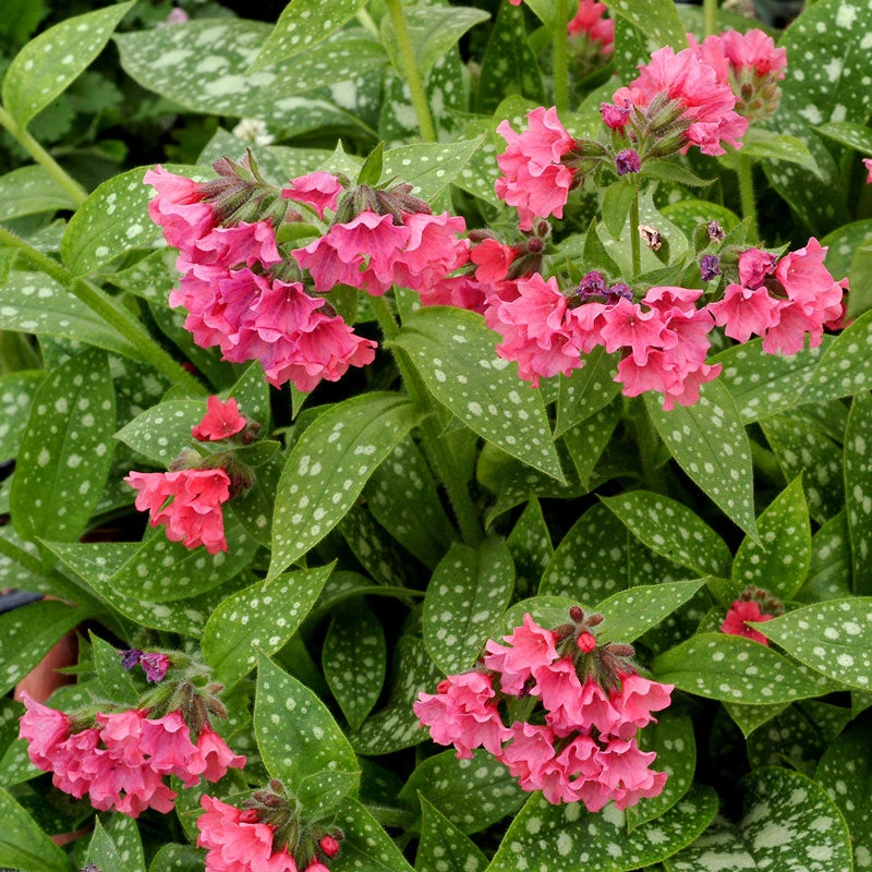 'Shrimp on the Barbie' Lungwort 'Shrimp On The Barbie' Lungwort -Great Garden Plants Shop Pulmonaria Shrimps on the Barbie 1 sq