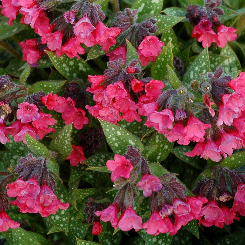 'Shrimp on the Barbie' Lungwort 'Shrimp On The Barbie' Lungwort -Great Garden Plants Shop Pulmonaria Shrimps on the Barbie 2 sq