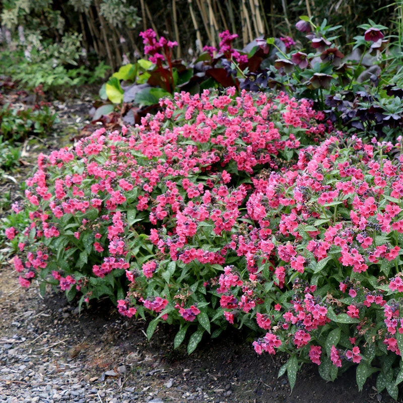 'Shrimp on the Barbie' Lungwort 'Shrimp On The Barbie' Lungwort -Great Garden Plants Shop Pulmonaria Shrimps on the Barbie 3 sq