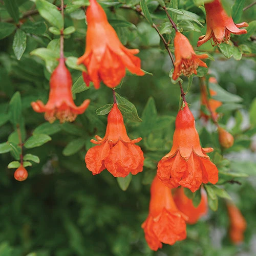 Peppy Le Pom™ Pomegranate Peppy Le Pom™ Pomegranate -Great Garden Plants Shop Punica Peppy Le Pom 1 L