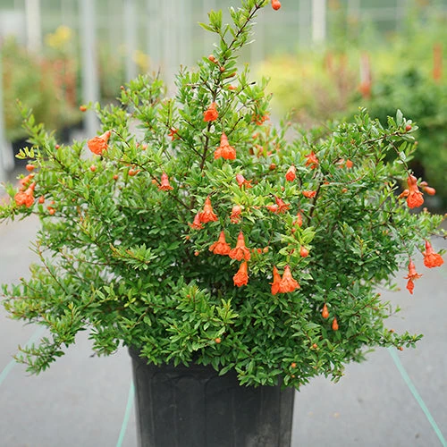 Peppy Le Pom™ Pomegranate Peppy Le Pom™ Pomegranate -Great Garden Plants Shop Punica Peppy Le Pom 2 L
