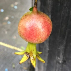 Peppy Le Pom™ Pomegranate 2 Peppy Le Pom™ Pomegranate -Great Garden Plants Shop Punica Peppy Le Pom 3 L