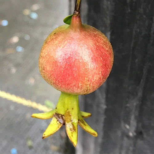 Peppy Le Pom™ Pomegranate Peppy Le Pom™ Pomegranate -Great Garden Plants Shop Punica Peppy Le Pom 3 L