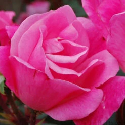 Pink Knock Out® Rose -Great Garden Plants Shop ROSPK2Q 3